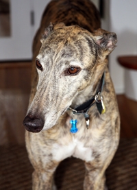 Okie The Greyhound On Holiday