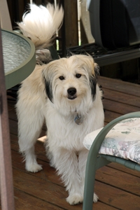 Diefer On Holiday WIth Hounds On Holiday