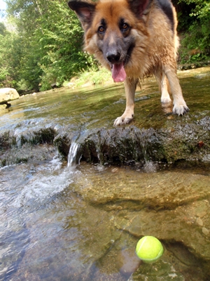 Bear having a paddle