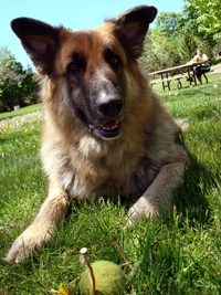 Bear playing ball