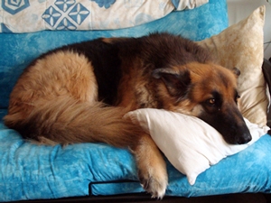 Bear getting comfortable