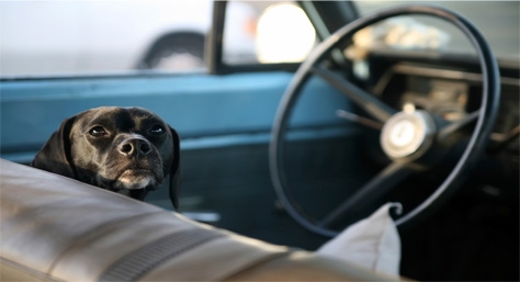 Hot dog in car