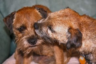 April and Miller grooming each other