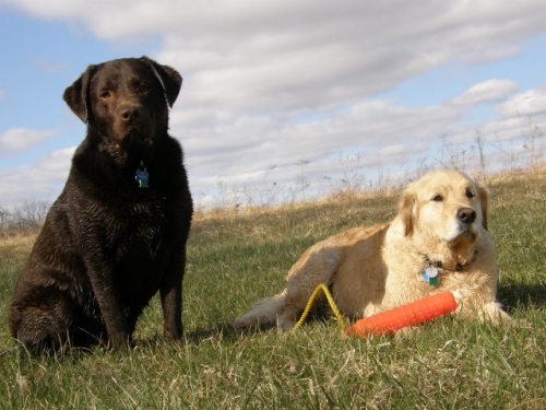 Murphy On Holiday With Hounds On Holiday!