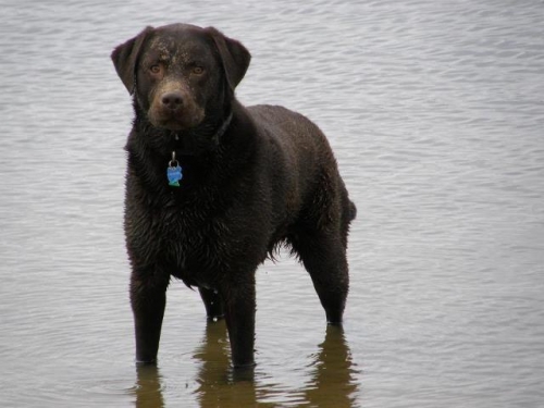 Murphy On Holiday With Hounds On Holiday!